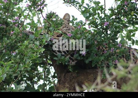 Leopard hidding in tree Stock Photo