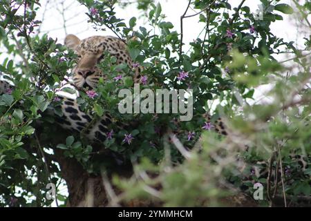 Leopard hidding in tree Stock Photo