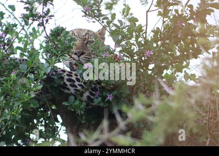 Leopard hidding in tree Stock Photo