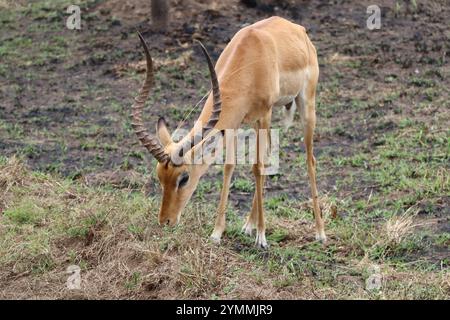 Grazing male Uganda Cob antelope in Lake Mburo National Park Stock Photo