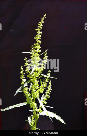Beautiful bright nature with warm rays of sun. Green flowering top of horseradish bush growing in home garden. Stock Photo