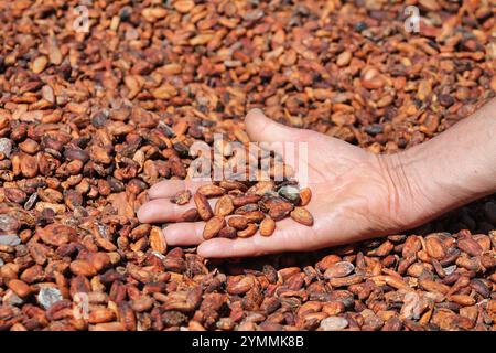 hand of man raises cocoa beans  harvest stretched out in the sun Stock Photo