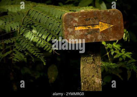 A yellow arrow shows the way of a trail. Stock Photo