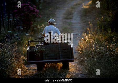 Mature farmer with a tractor carrying a crate full of organic ...