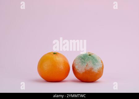 close up of two oranges  on pink background, a good orange and a moldy one Stock Photo