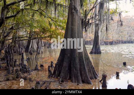 Cypress trees fall color on Caddo Lake Stock Photo