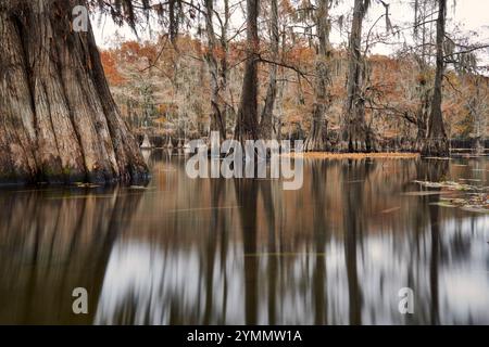 Cypress trees and fall color on Caddo Lake Stock Photo