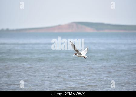 A seagull soaring above the tranquil waters Stock Photo