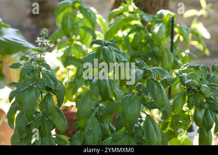 fresh basil grows in vases in summer Stock Photo