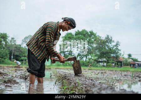 A Dedicated Farmer is Carefully Tending to Rice Fields in Waterlogged Soil Stock Photo