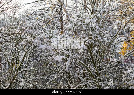 Winter texture. Trees covered with snow after heavy rainfall. Autumn colors here and there. Fresh snow Stock Photo