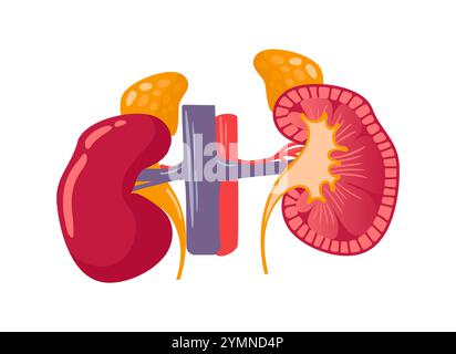 Human kidneys structure, adrenal glands, veins and arteries. Vector Illustration in anatomically realistic style. Healthy organs of the urinary system Stock Vector