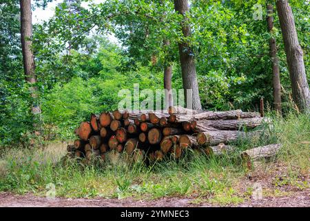 Tree trunks cut in the forest are piled into a pyramid and prepared for removal. Tree trunks marked with paint. Stock Photo
