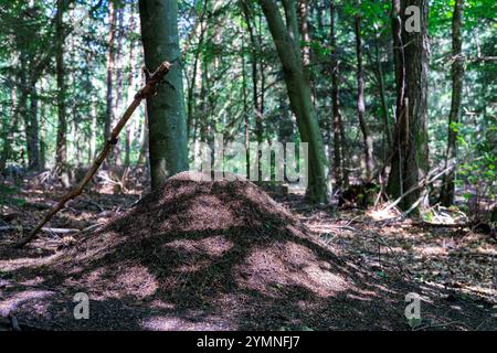 A large anthill in a dark forest with patches of sunlight on it. Stock Photo