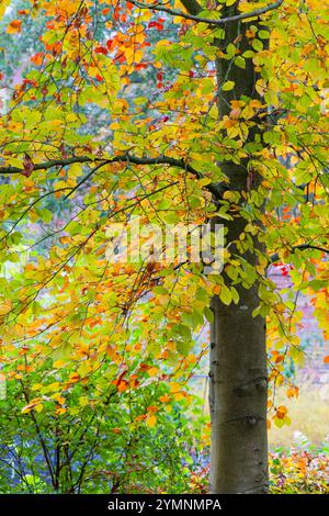 Beech tree leaves turning brown in autumn Stock Photo - Alamy
