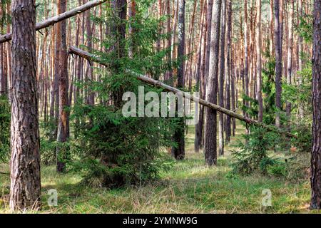 Pine forest with fallen tree trunks. High quality photo Stock Photo