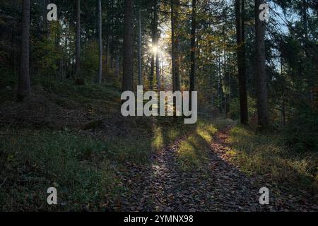 sun shining low through the trees in an autumn forest Stock Photo