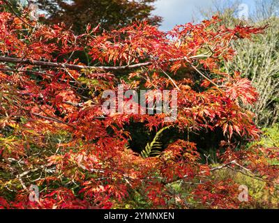 Bright red and orange autumn foliage of the hardy Japanese maple, Acer japonicum 'Green Cascade' Stock Photo