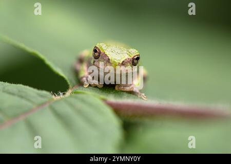 A grey tree frog rests on a leaf in a garden. Stock Photo