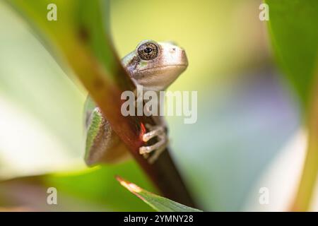 A Grey Tree Frog rests on a leaf. Stock Photo