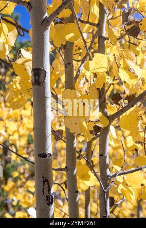 Aspen Tree closeup Stock Photo