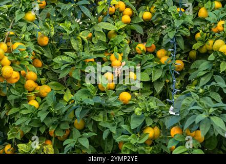 Oranges growing on a tree in Cadiz, Spain Stock Photo