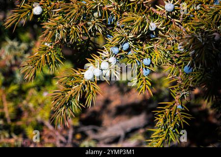 Juniper berries on Juniper tree Stock Photo