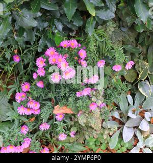 Pink Michaelmas daisies set in a square frame with green foliage and leaves. Stock Photo
