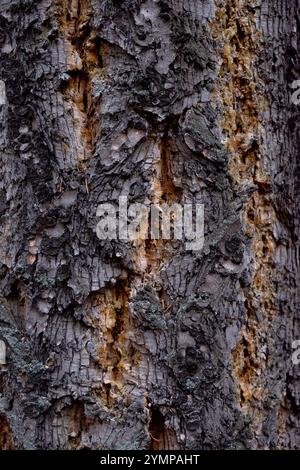 Old tree bark closeup texture Stock Photo