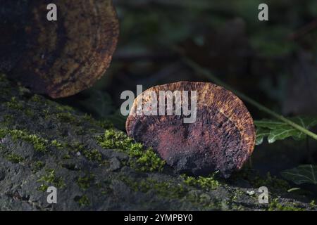 Sunlit Red-Belted Bracket, Fomitopsis pinicola, fungus growing on a dead tree Stock Photo