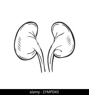 Kidneys hand drawn outline doodle icon. Kidney transplant and kidney dialysis concept vector sketch illustration Stock Vector