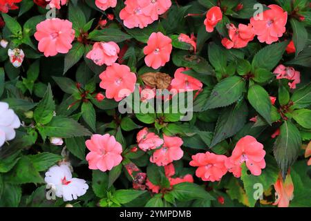 Sonic Salmon flowers: New Guinea Impatiens, Busy Lizzie and Busy Lizzy. Close up of dark pink flowers and green leaves. Stock Photo