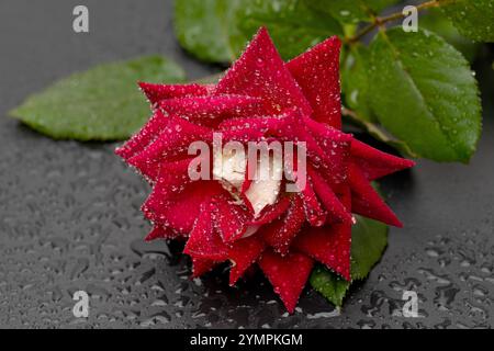 red rose with water droplets on black background Stock Photo