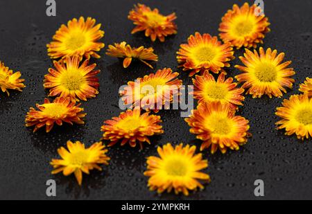 yellow chrysanthemum on black background Stock Photo