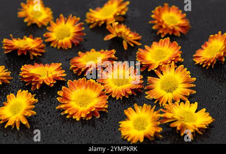 yellow chrysanthemum on black background Stock Photo