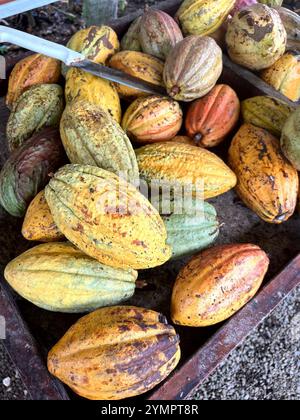 Views of cacao pods growing on the branches in Costa Rica Stock Photo