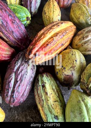 Views of cacao pods growing on the branches in Costa Rica Stock Photo
