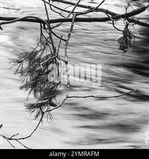 Black and white image of a pine branch hovering over a stream. Stock Photo