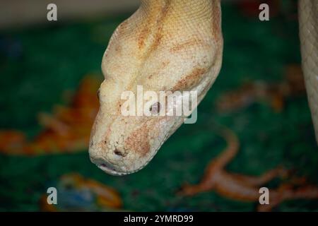 Closeup Head Shot of an Albino Boa Constrictor Stock Photo