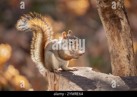 Close-up portrait of American Red Squirrel (Tamiasciurus hudsonicus) enjoying a peanut for breakfast. Stock Photo