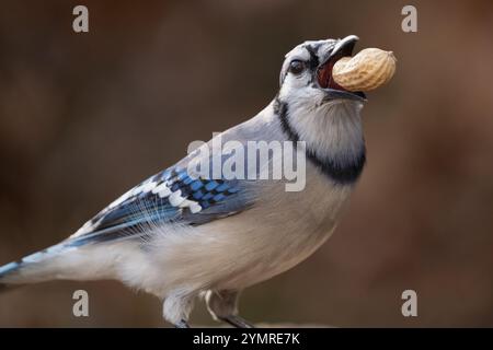 Close-up of Stock Photo