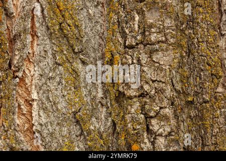 Close up of the textured bark of a Poplar tree with a variety of lichens growing on the wood Stock Photo