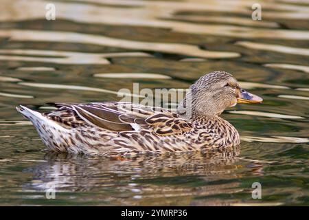 Mallard duck with the scientific name of (Anas platyrhynchos). A female duck swimming in a lake. Stock Photo