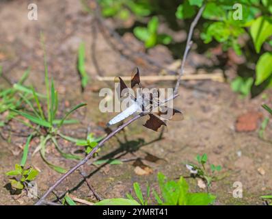 Common Whitetail Perching On a Branch in the Trempealeau National Wildlife Refuge in WIsconsin Stock Photo
