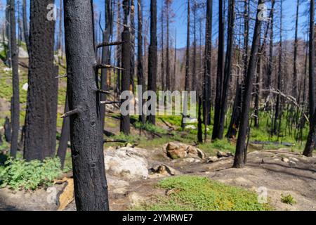 A view of burned trees in a forest. From a recent wildfire in Sequoia National Forest, California. Stock Photo