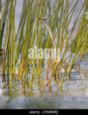 Great Egret (Ardea alba) hunting.  March in Myakka River State Park, Florida. Stock Photo
