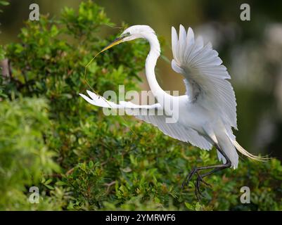 Great Egret (Ardea alba).  March at the Audubon Venice Rookery, Florida. Stock Photo