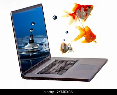 A Fish Using A Computer Goldfish jumping Out Of Computer Screen Stock Photo - Alamy