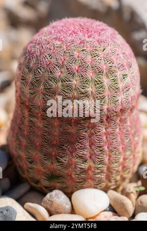 A small Rainbow hedgehog cactus, Echinocereus rigidissimus, growing in a Texas garden. Stock Photo