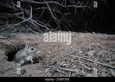 White-throated Woodrat, Socorro, New Mexico, USA. Stock Photo